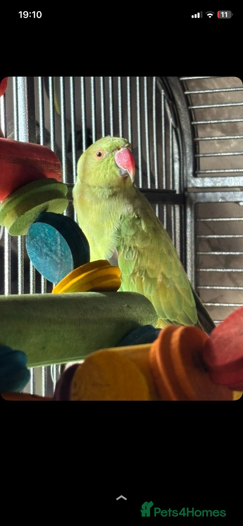 Ringnecks birds Ringneck parrot  - Advert 7