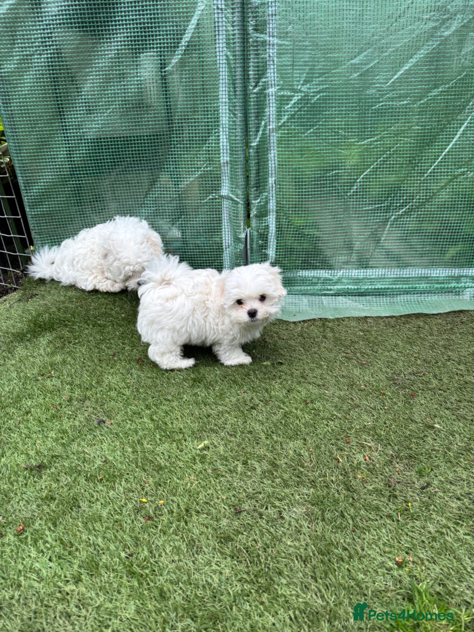 Maltese dogs 😍Tiny gorgeous Maltese puppies🥰  - Advert 12