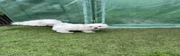 Maltese dogs for sale: 😍Tiny gorgeous Maltese puppies🥰  - Advert 1