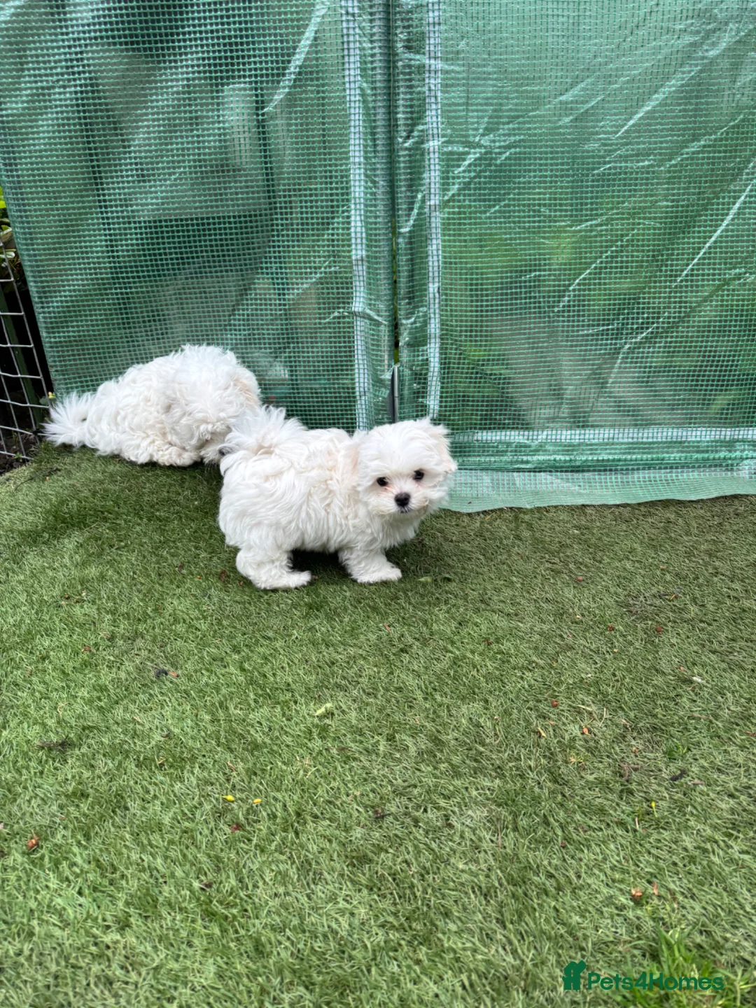 Maltese dogs for sale: 😍Tiny gorgeous Maltese puppies🥰  - Advert 1