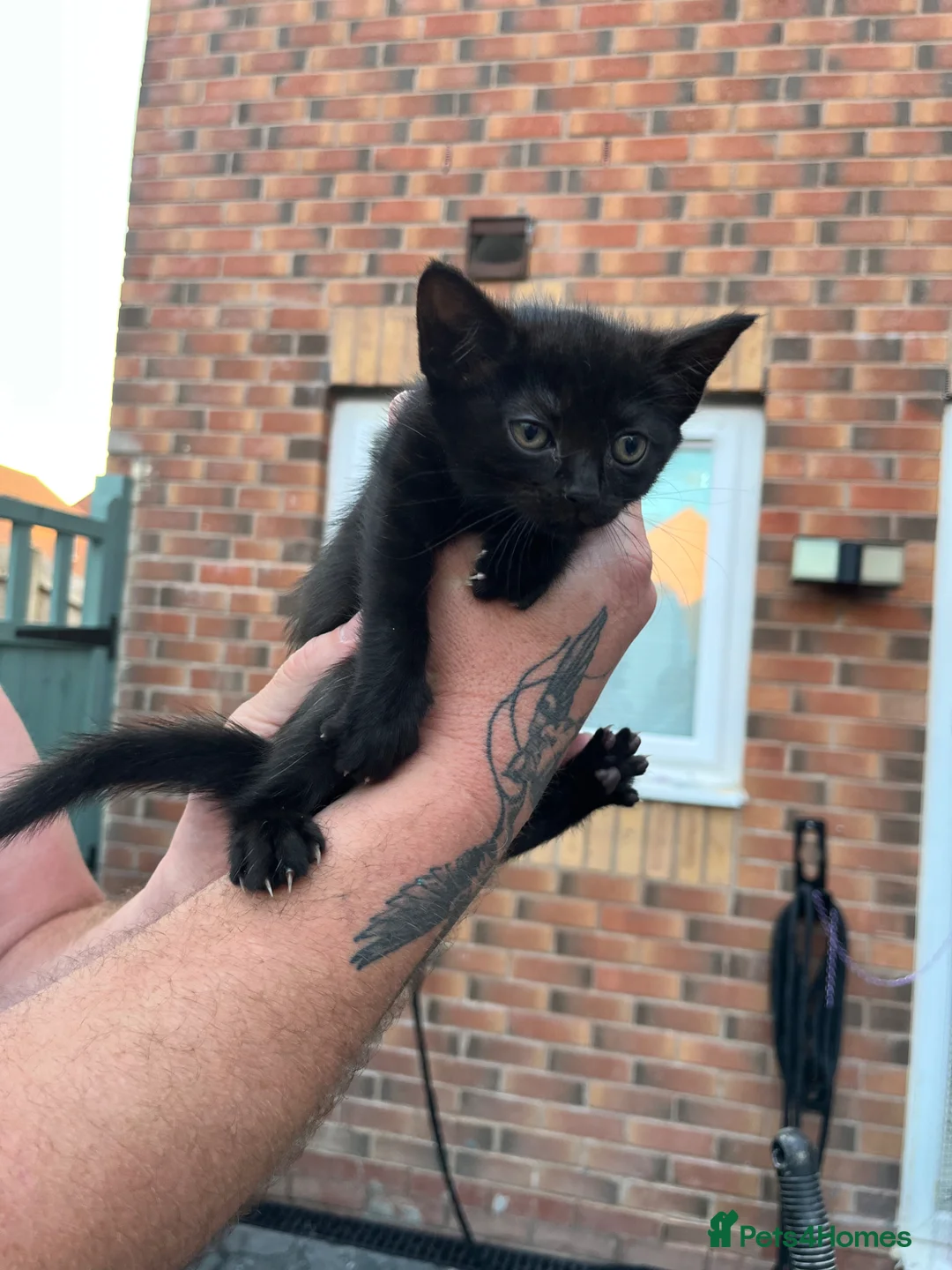 Domestic Shorthair cats for sale: 2x boys 2x girls in Worcester - Advert 9