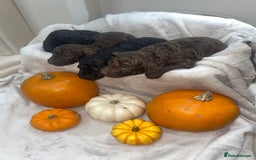 Mini Goldendoodle dogs for sale: Miniature goldenoodle puppies - Image 3