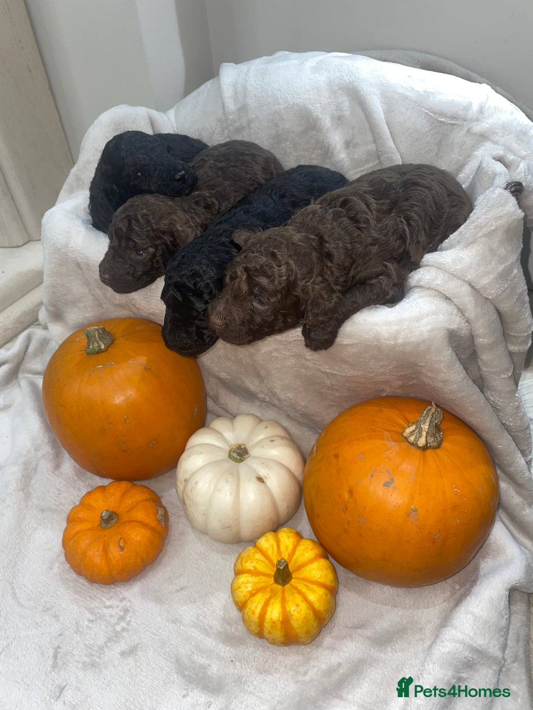Mini Goldendoodle dogs for sale: Miniature goldenoodle puppies - Image 3