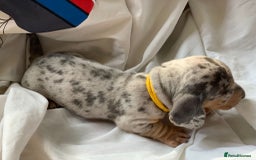 Miniature Dachshund dogs for sale: Miniature dachshund dapples - Image 9