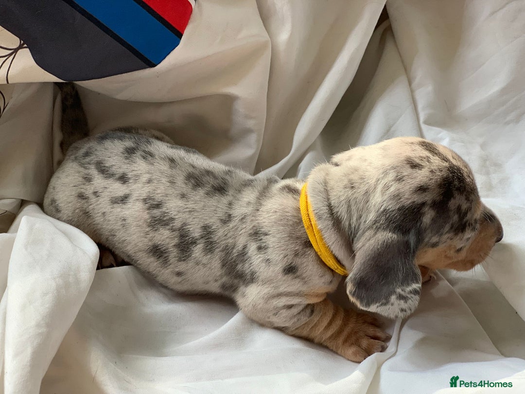 Miniature Dachshund dogs for sale: Miniature dachshund dapples - Image 9