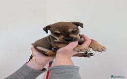 Mixed Breed dogs for sale: 2 Beautiful girl puppies  - Image 11