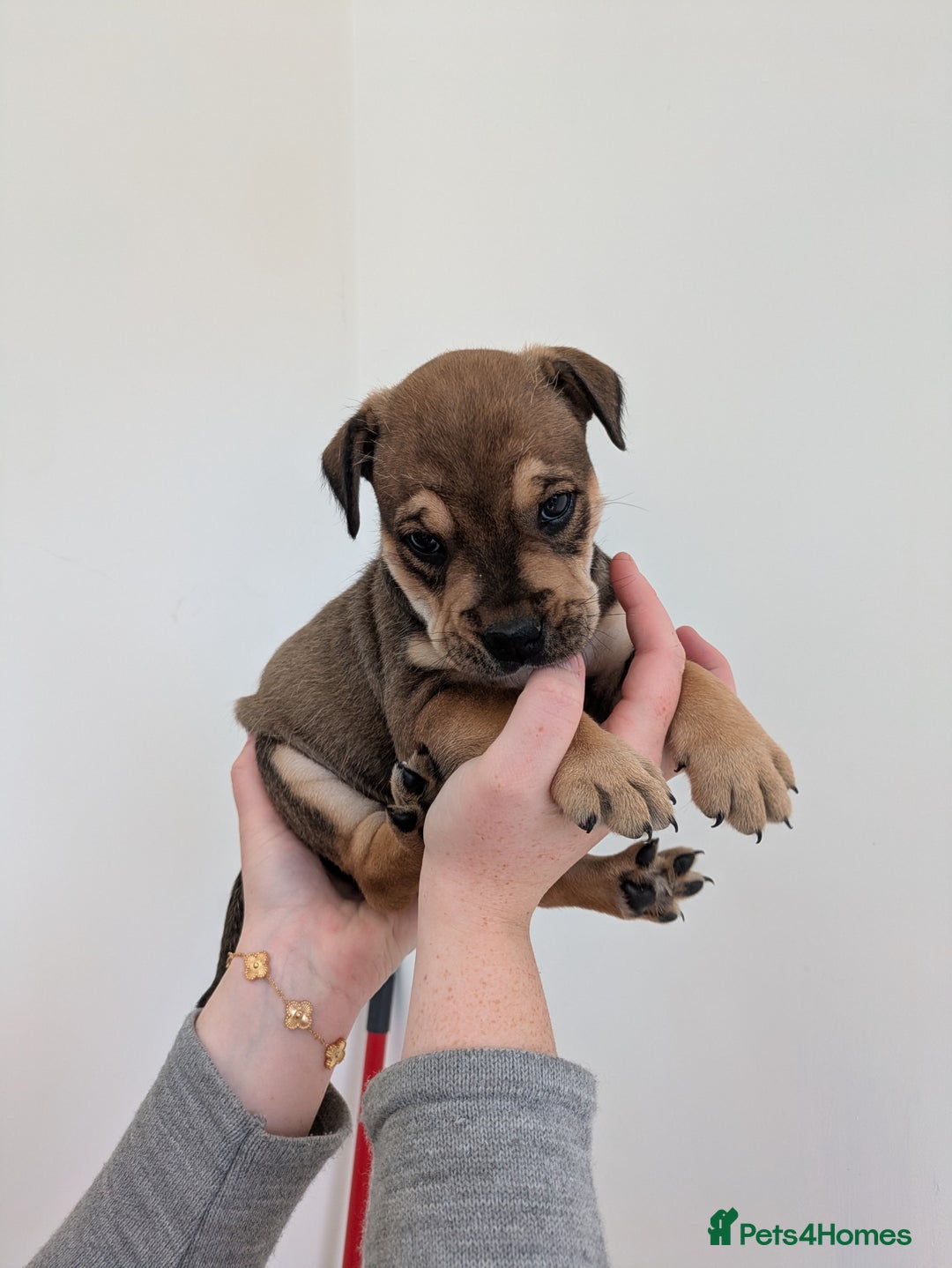 Mixed Breed dogs for sale: 2 Beautiful girl puppies  - Image 11