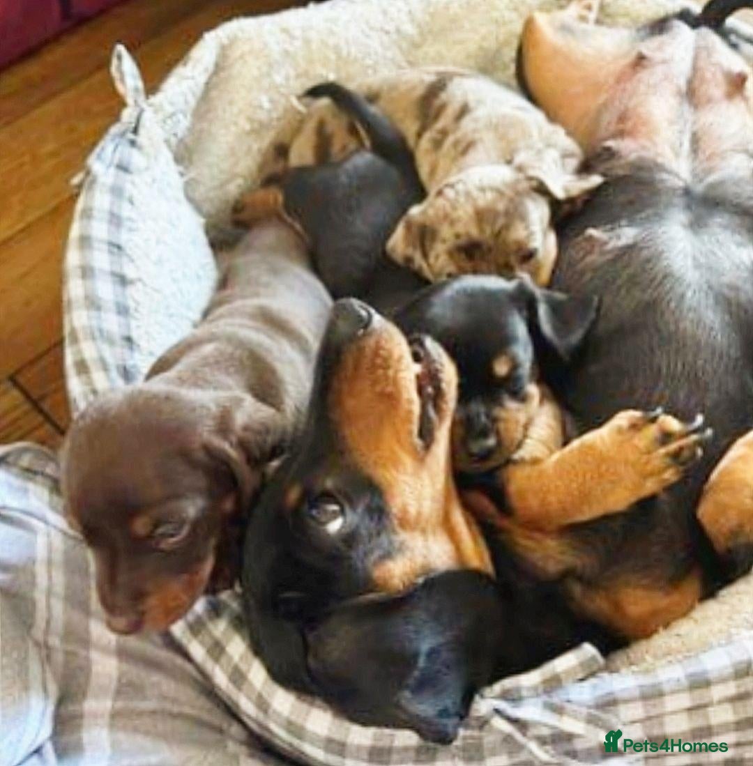 Miniature Dachshund dogs Beautiful Miniature Dachshund Puppies| - Advert 8