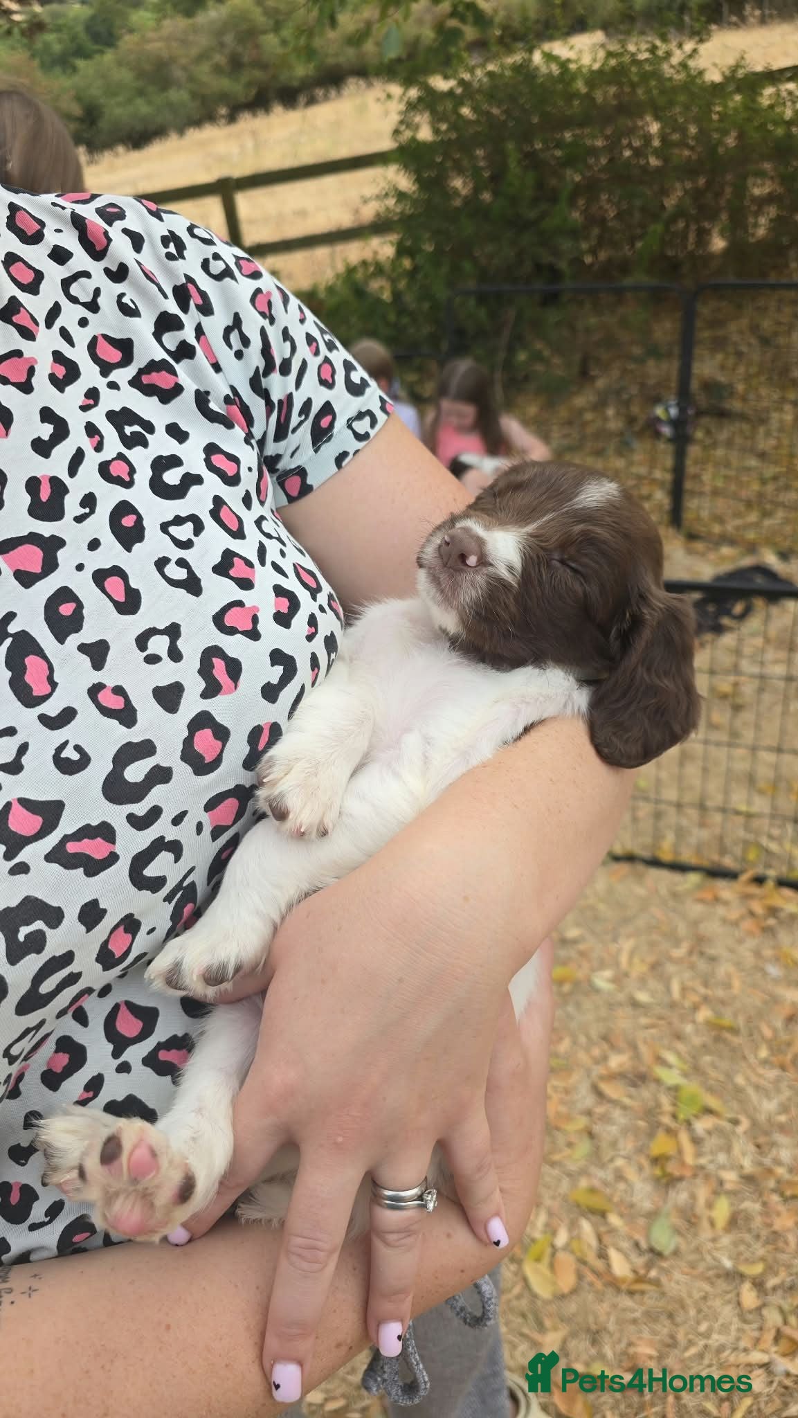 English Springer Spaniel dogs English Springer spaniel puppies - Advert 2