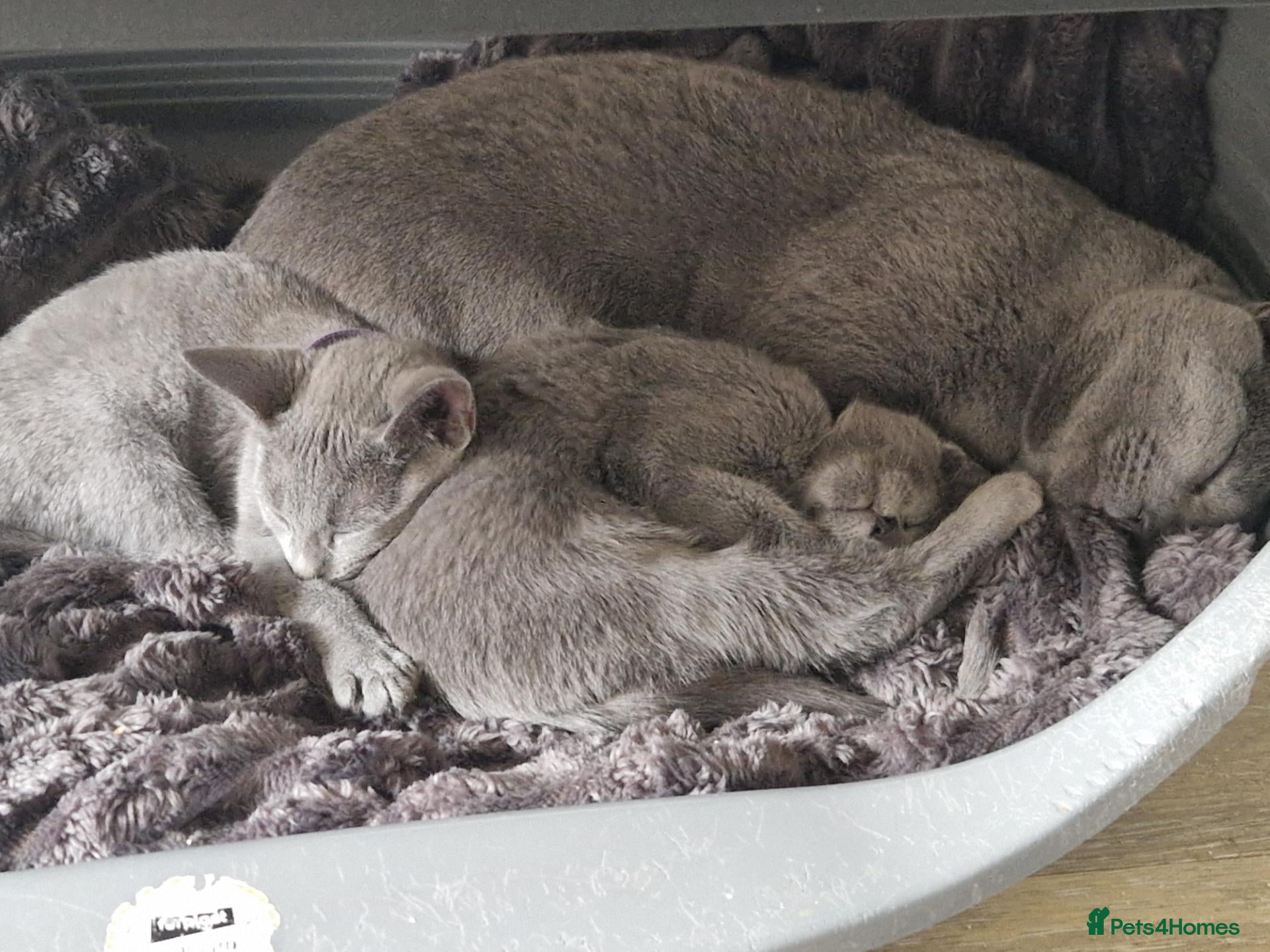 Russian Blue cats Russian blue kittens - Advert 7