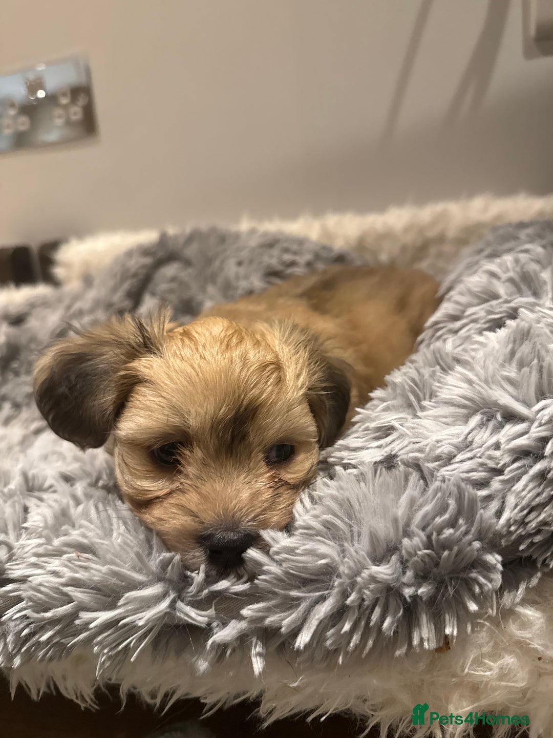 Mixed Breed dogs for sale: Unique mix - Maltese x JackChi Puppies - Advert 36