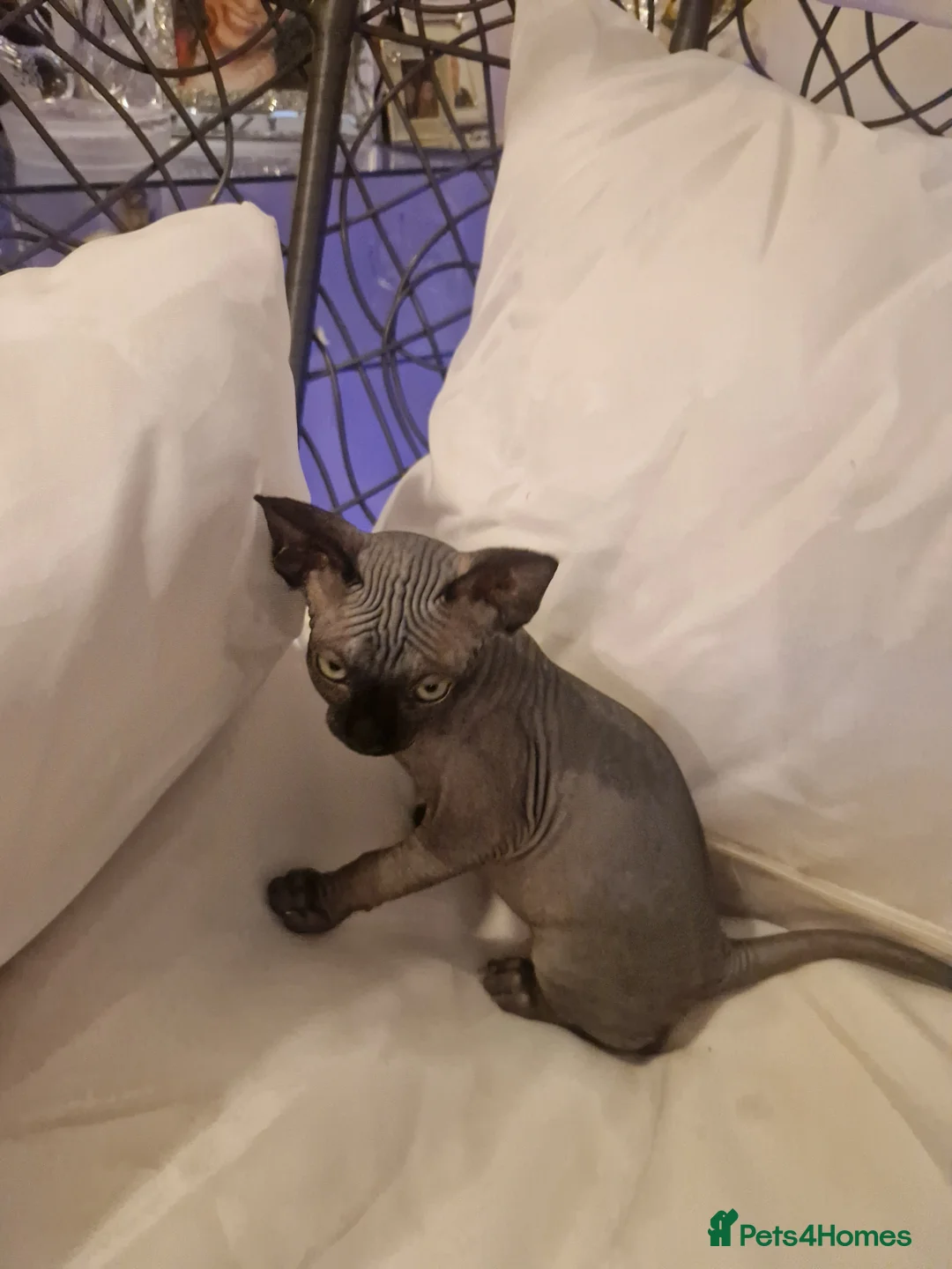 Sphynx cats for sale: Canadian Sphynx kittens - Advert 9