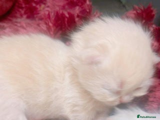 Persian cats ♥️🍃 ꨁ EXOTIC PERSIAN DOLL FACE KITTENS FOR SALE - Advert 1