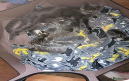 Domestic Shorthair cats for sale: 9 beautiful kittens - Image 9