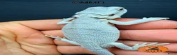 Bearded Dragon reptiles for sale: Stunning baby bearded dragons ready to go!  - Advert 4