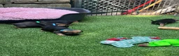 Border Terrier dogs for sale: Absolutely Top Quality Border Terriers - Advert 14