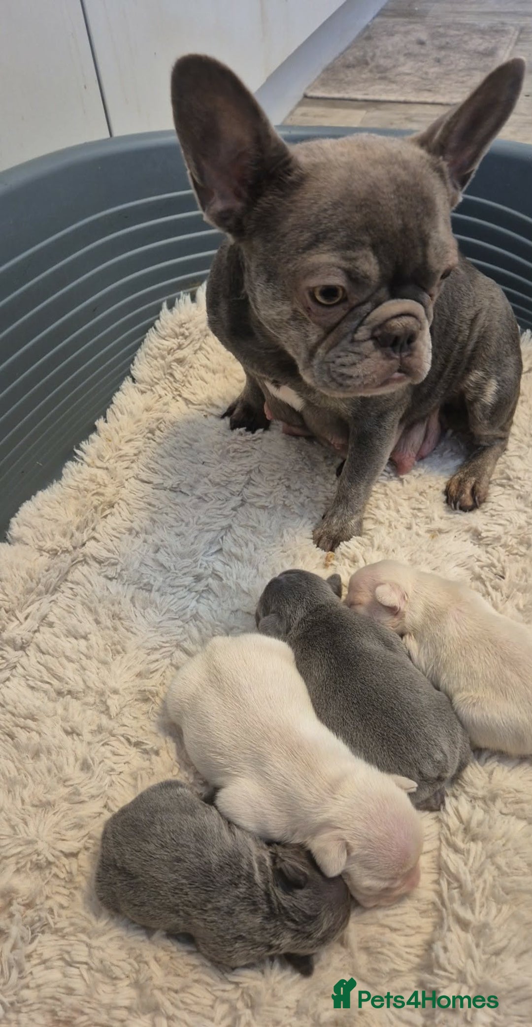 French Bulldog dogs for sale: French Bulldog Puppies  - Advert 4