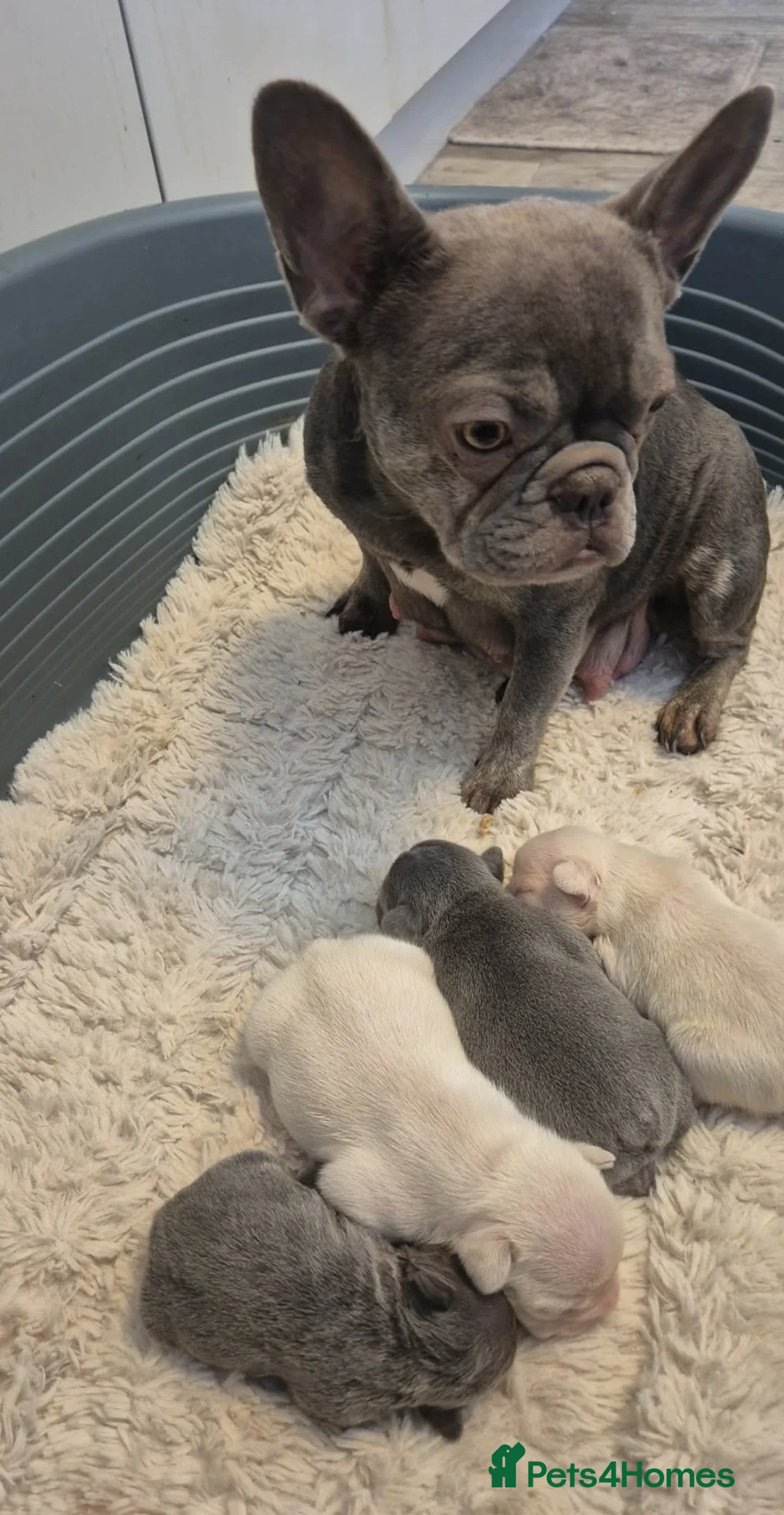 French Bulldog dogs for sale: French Bulldog Puppies  - Advert 5