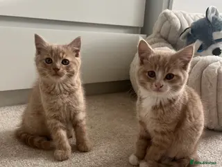 Mixed Breed cats 2 Blonde Kittens - Male and Female - Advert 13