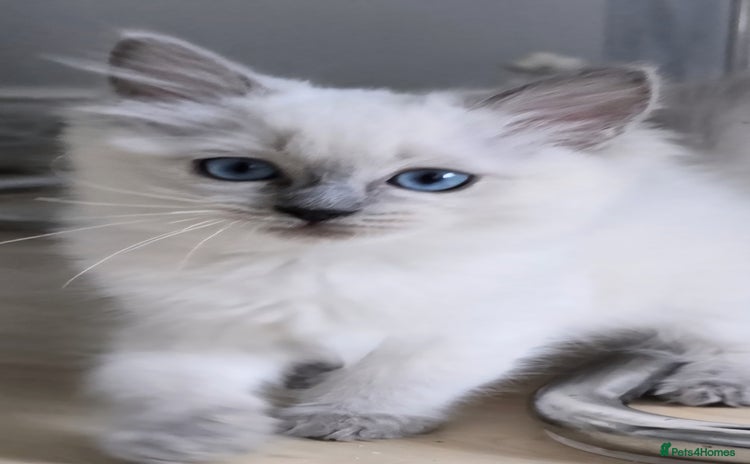 Ragdoll cats - Advert 7