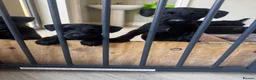 Patterdale Terrier dogs for sale: Fell terriers  - Advert 4