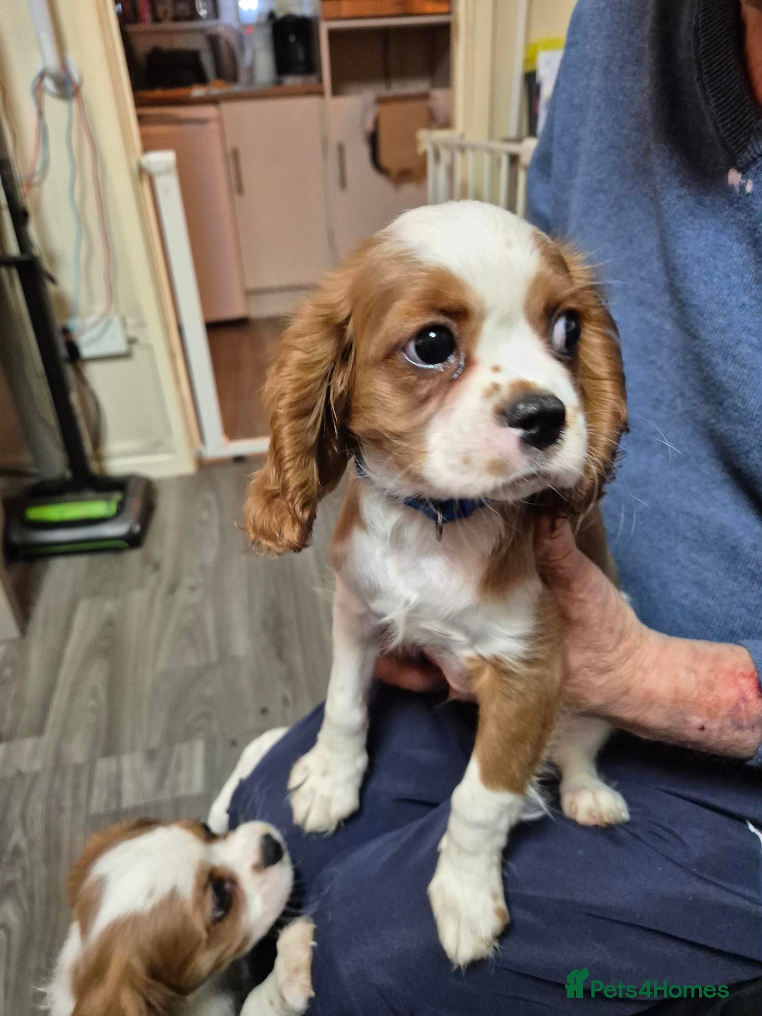 Cavalier King Charles Spaniel dogs Cavalier King Charles Spaniel  - Advert 6