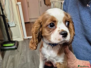 Cavalier King Charles Spaniel dogs Cavalier King Charles Spaniel - Advert 2
