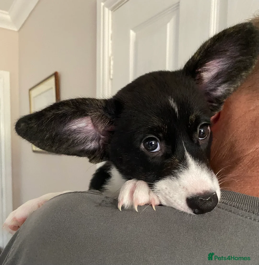 Welsh Corgi Cardigan dogs for sale: WELSH CARDIGAN CORGI GIRLS READY NOW - Advert 21