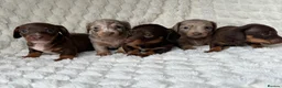 Miniature Dachshund dogs for sale: ❤️MINATURE DACHSHUND PUPPIES❤️ - Advert 4