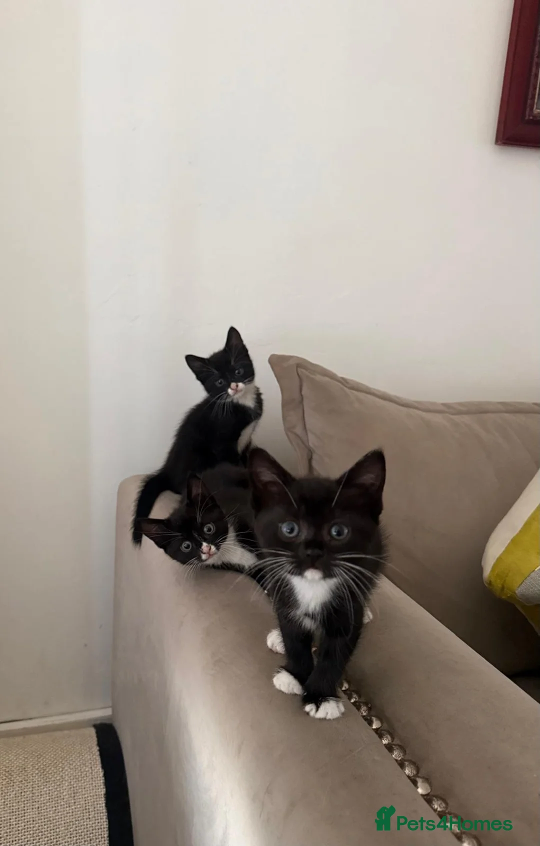 Mixed Breed cats for sale: 4 beautiful tuxedo cats for sale £100 each  in Enfield - Advert 1