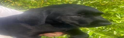 Labrador Retriever dogs for sale: KC Registered Black Labrador puppies  - Advert 5