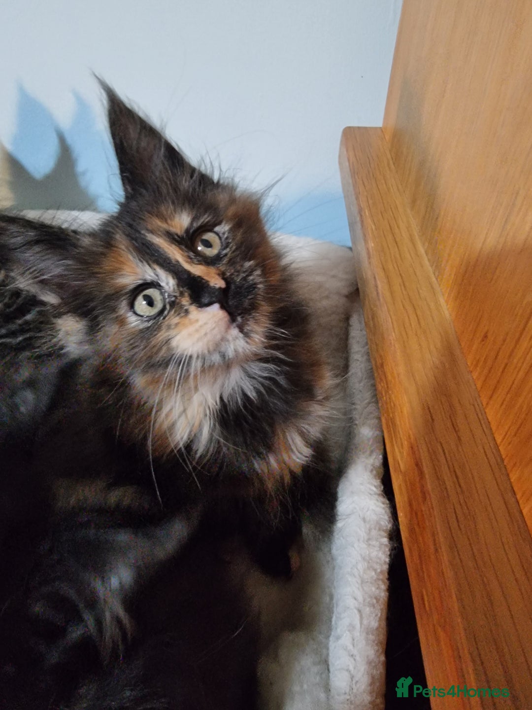 Maine Coon cats for sale: Pedigree GCCF Registered Maincoon Kittens - Image 6