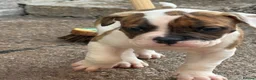 American Bulldog dogs for sale: NEBBR American Bulldog  - Advert 3