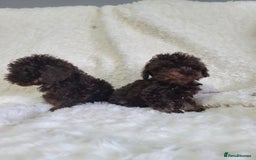 Cavapoo dogs for sale: *VIDEOS* F1b Cavapoos. Chocolate & Tan. DNA tested - Image 9