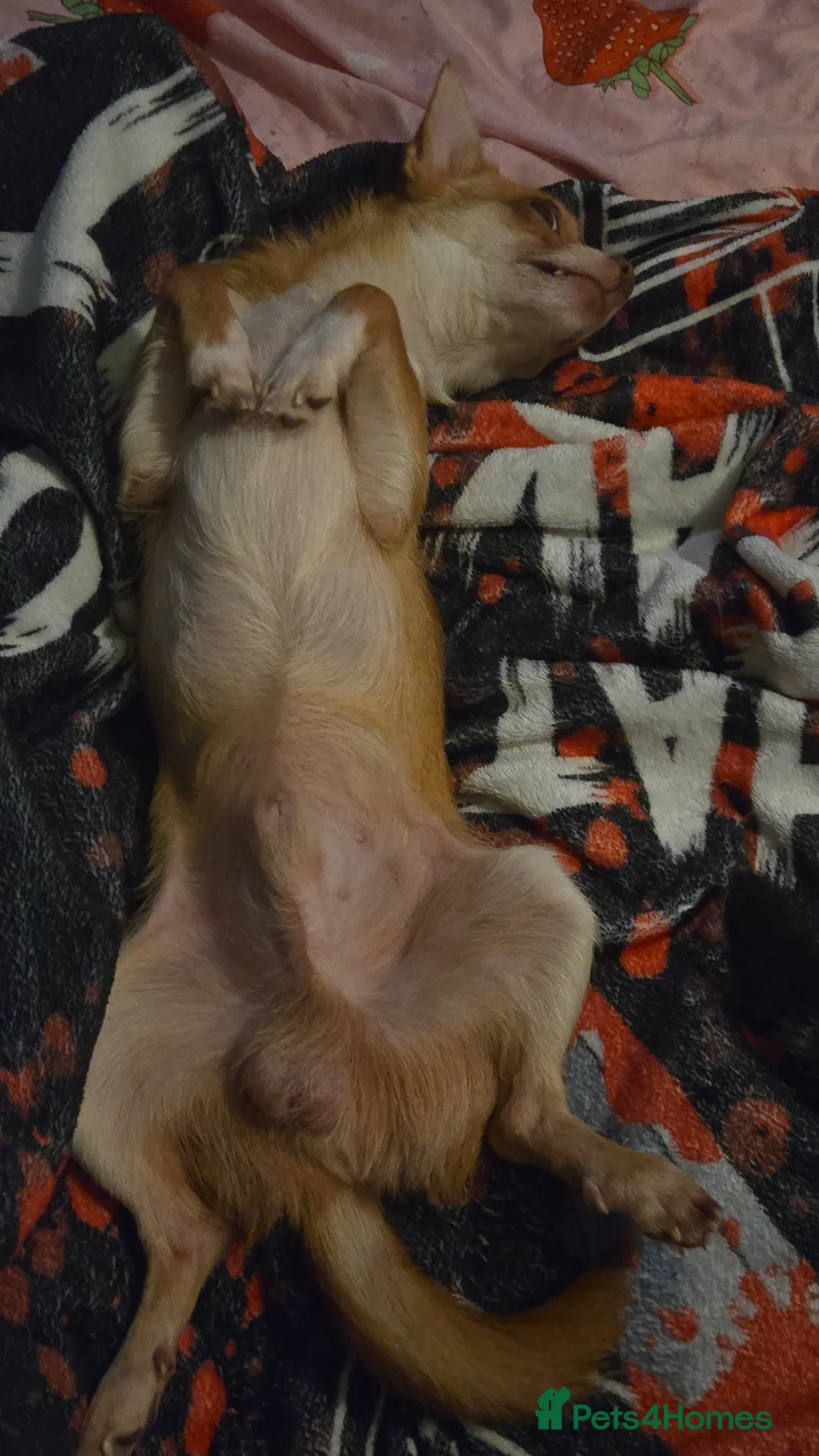 Chihuahua dogs for sale: 2 year old chihuahua looking for forever home  - Advert 2