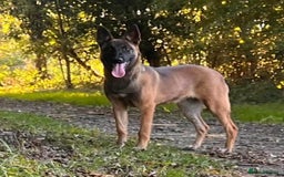 Belgian Shepherd Dog dogs for sale: Belgian shepherd bitch - Image 1