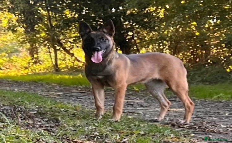 Belgian Shepherd Dog dogs - Advert 1