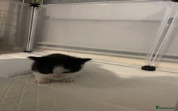 British Shorthair cats for sale: Stunning kittens from a beautiful calico mum 😻 - Image 7