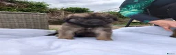 Leonberger dogs for sale: Beautiful home raised girl puppies - Advert 6