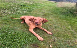 Hungarian Vizsla dogs for sale: Loveable Girl For Sale - Image 3