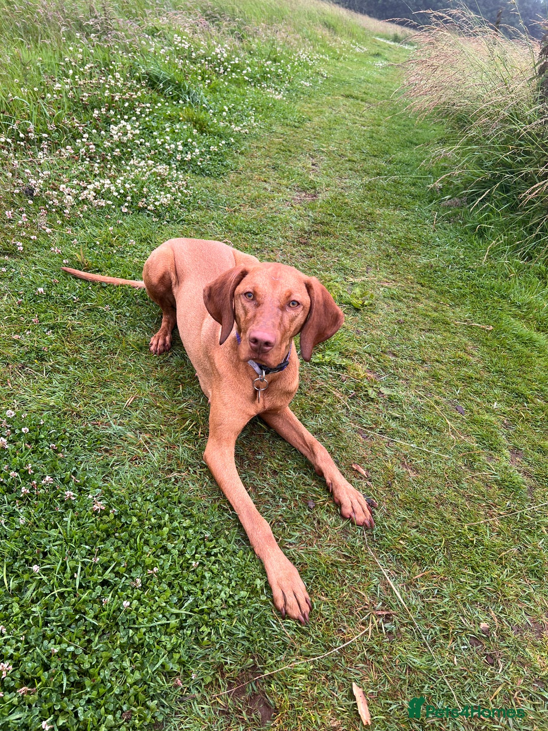 Hungarian Vizsla dogs for sale: Loveable Girl For Sale - Image 3
