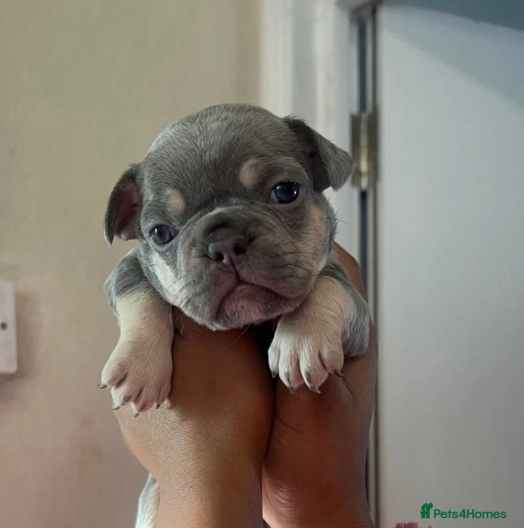 French Bulldog dogs for sale: Adorable French Bulldog Puppies - Advert 5