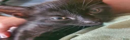 British Shorthair cats for sale: Pure Black British Shorthair Kittens in Dudley - Advert 2