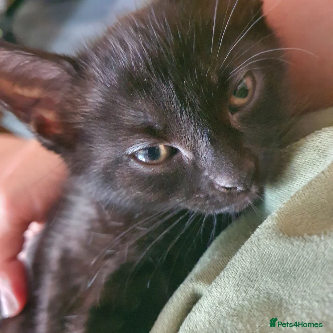 British Shorthair cats for sale: Pure Black British Shorthair Kittens in Dudley - Advert 2