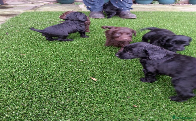 Cockapoo dogs - Advert 1