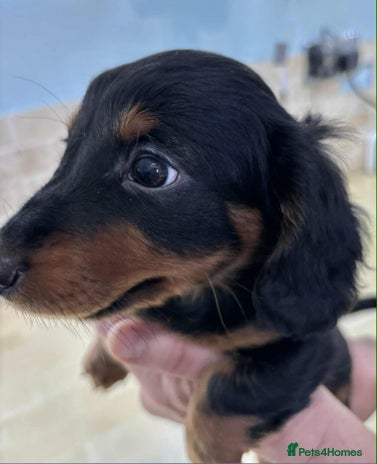 Dachshund dogs - Advert 1