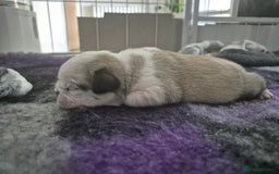 Pug dogs for sale: 2 pug puppies for sale - Image 12