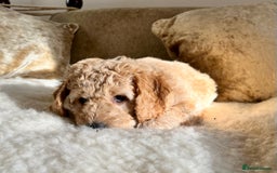 Mini Goldendoodle dogs for sale: Miniature Goldendoodle F1b Puppies - Image 14