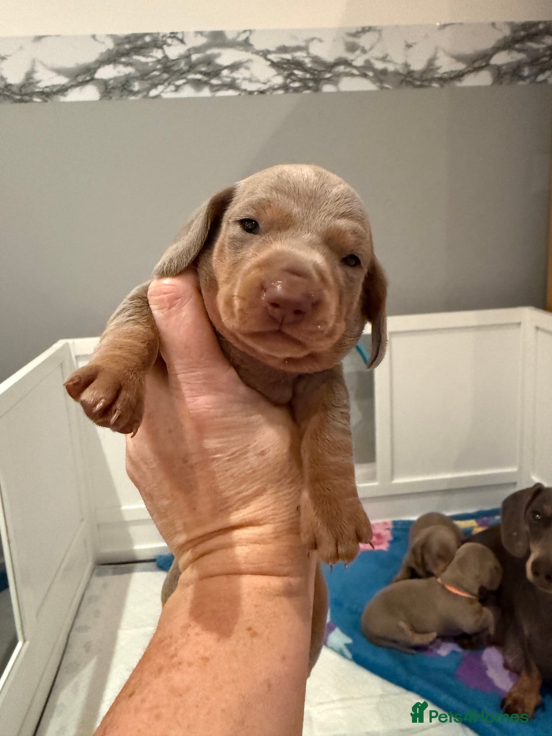 Dachshund dogs for sale: Health Tested Parents Dachshund Puppies   - Advert 19