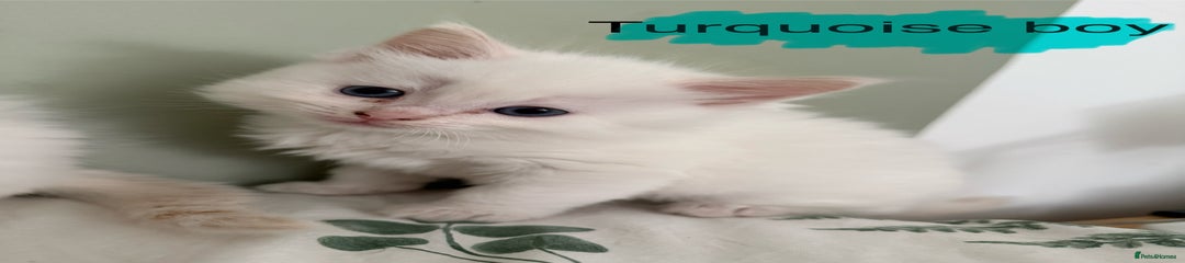 Turquoise collar boy